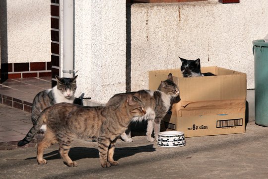 街のねこたち
