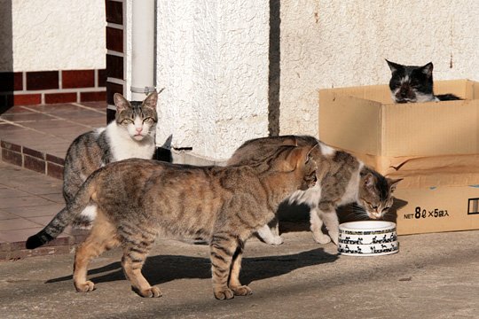 街のねこたち