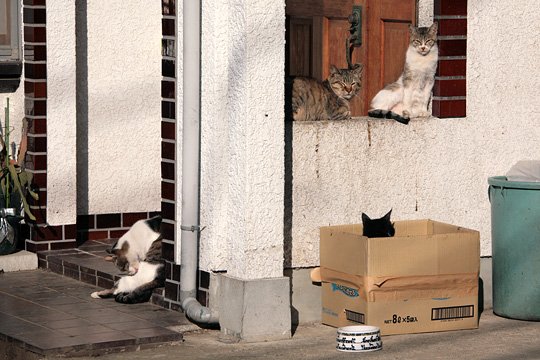 街のねこたち