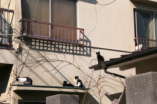 街のねこたち