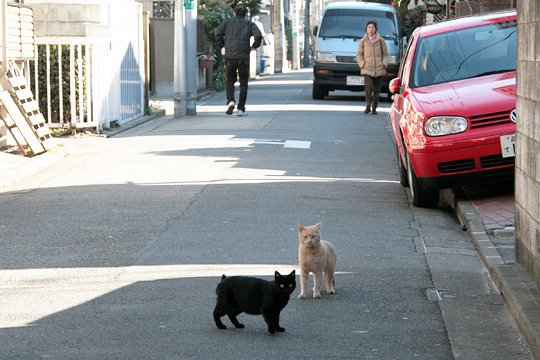 街のねこたち