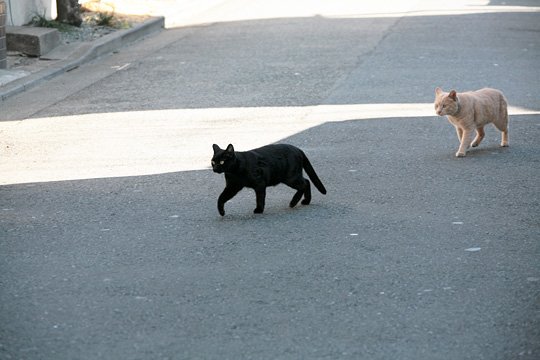 街のねこたち