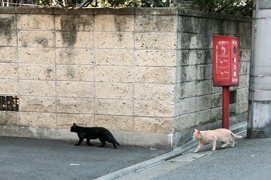 街のねこたち