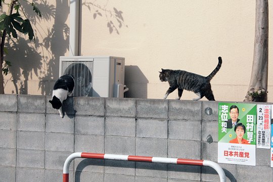 街のねこたち
