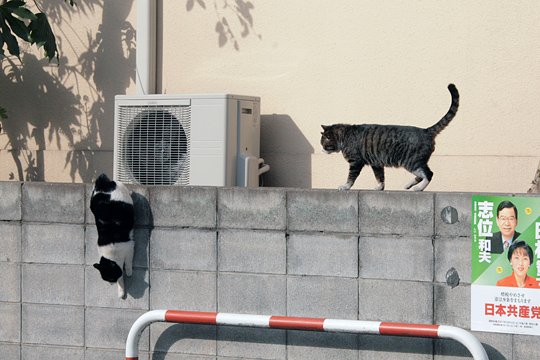 街のねこたち