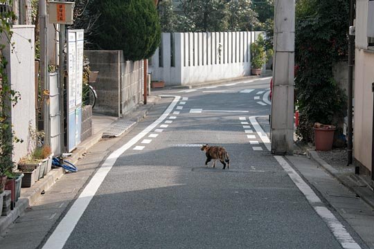 街のねこたち