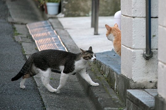 街のねこたち