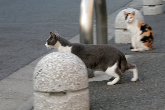 街のねこたち