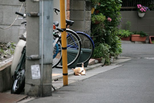 街のねこたち