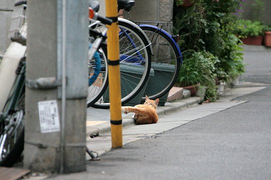 街のねこたち