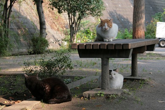 街のねこたち