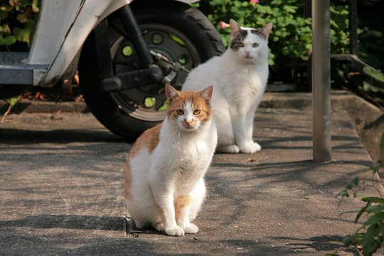 街のねこたち