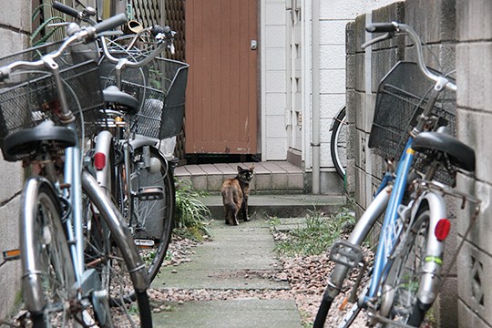 街のねこたち