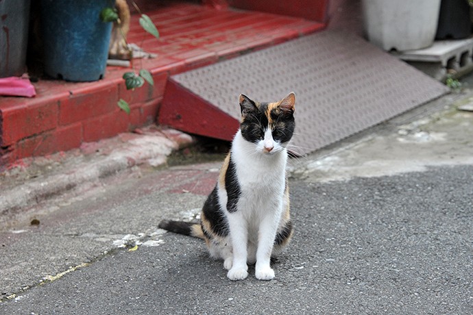 街のねこたち