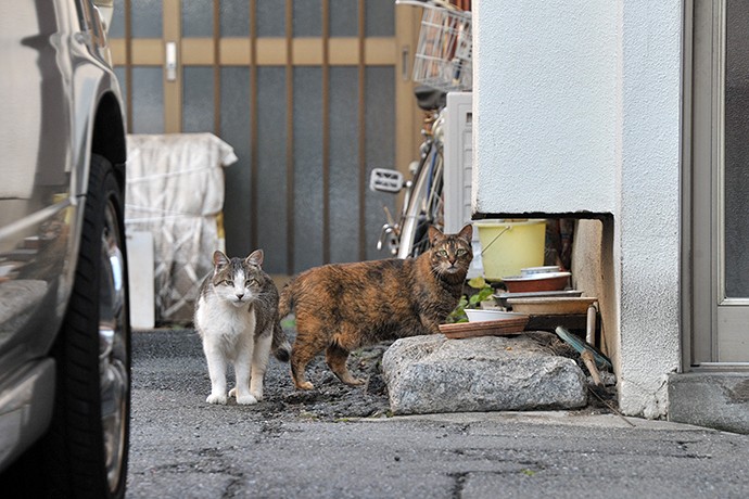 街のねこたち