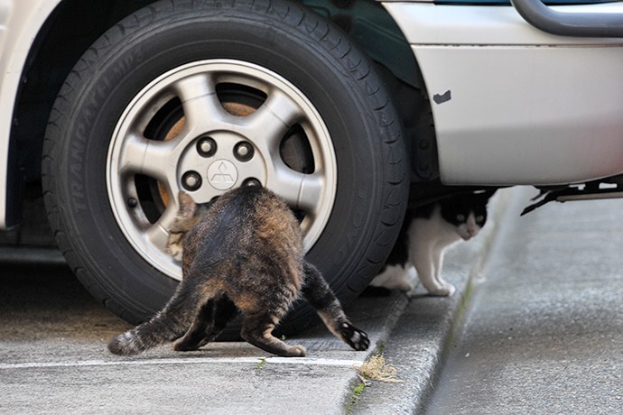 街のねこたち