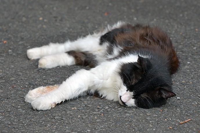 街のねこたち