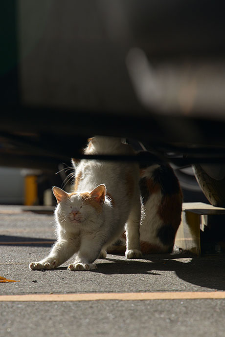 街のねこたち