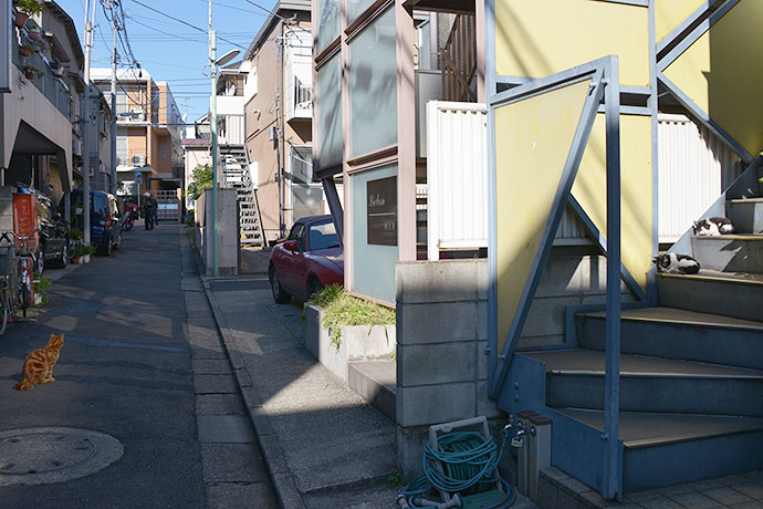 街のねこたち