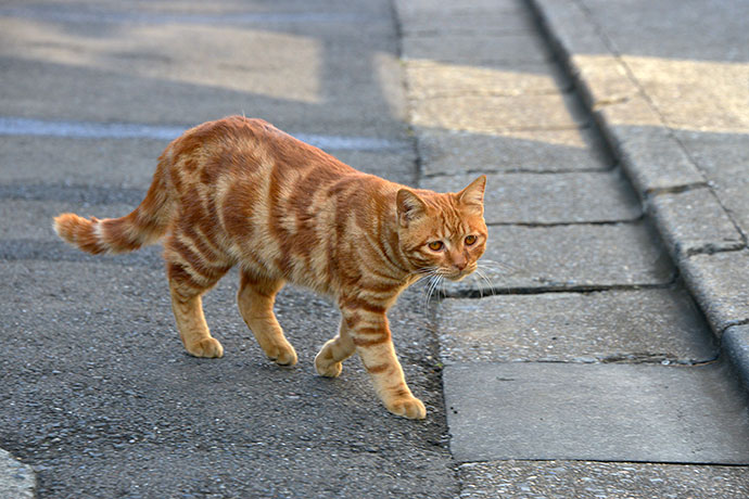 街のねこたち