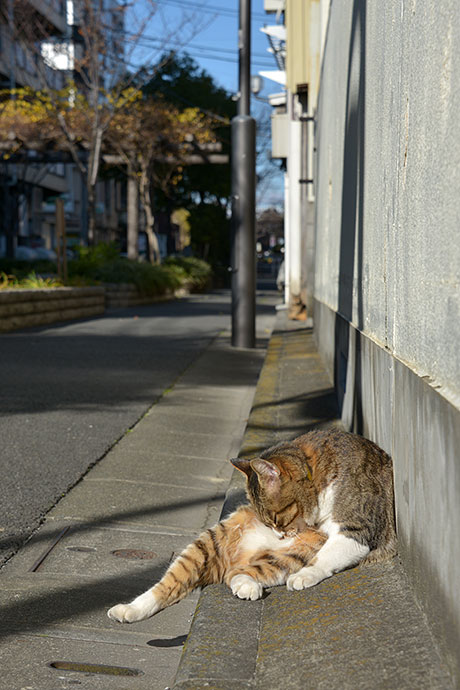 街のねこたち