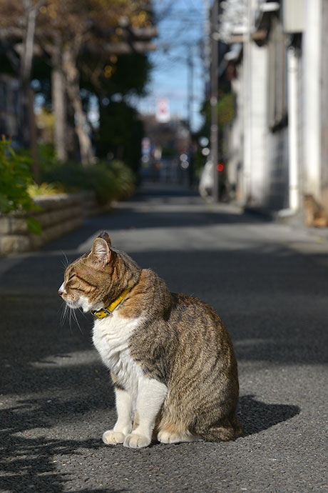 街のねこたち