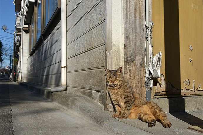街のねこたち