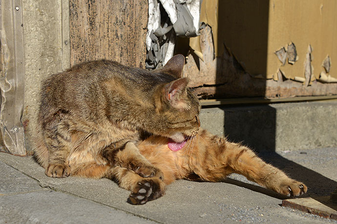 街のねこたち