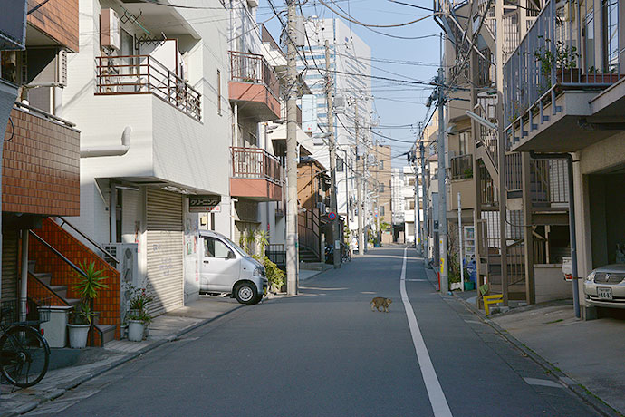 街のねこたち