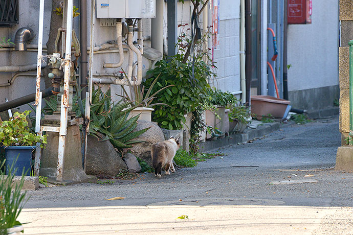 街のねこたち