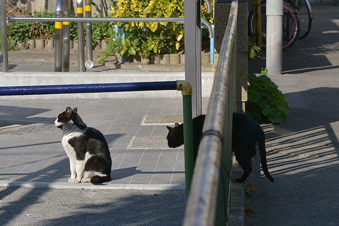 街のねこたち