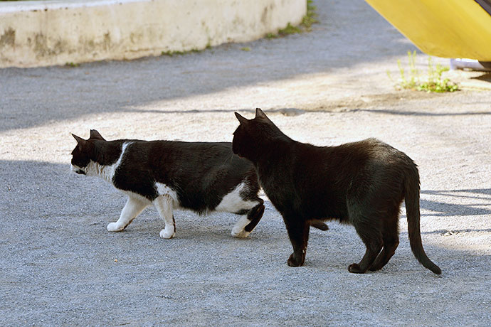 街のねこたち