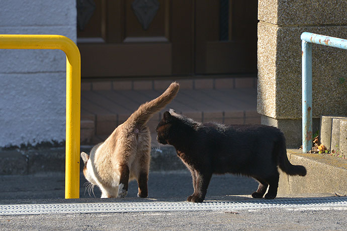街のねこたち