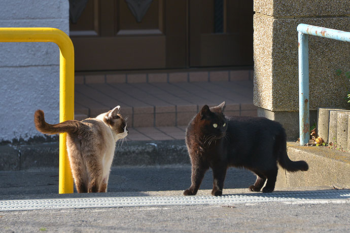 街のねこたち