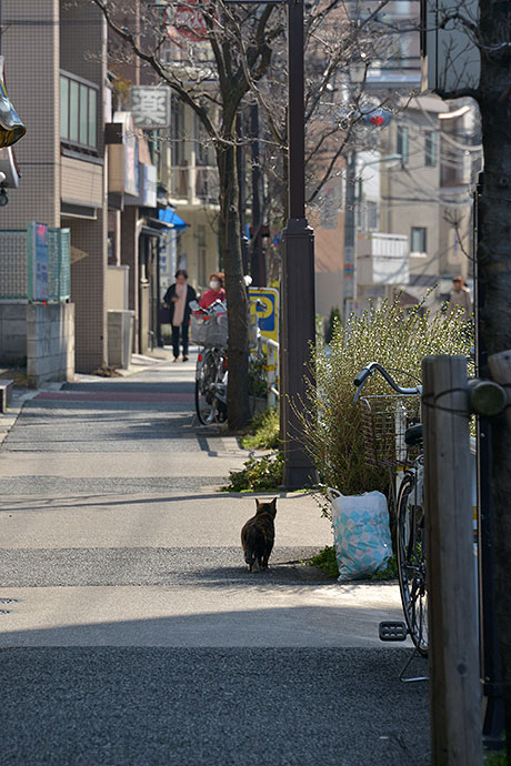 街のねこたち