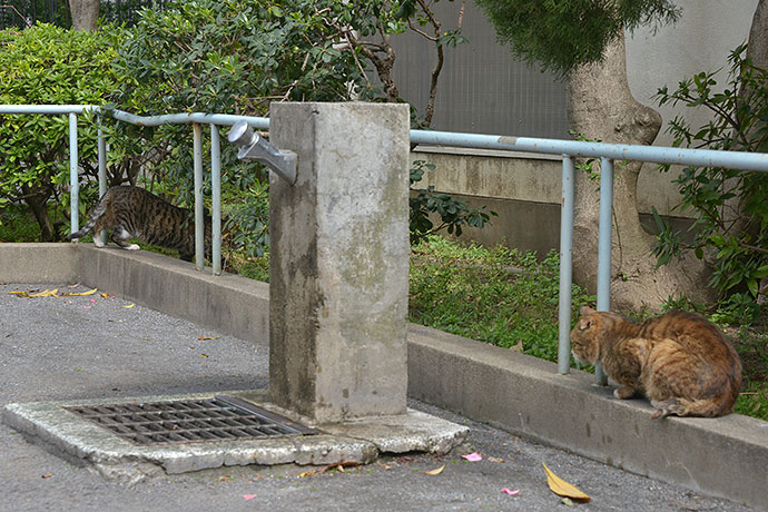 街のねこたち