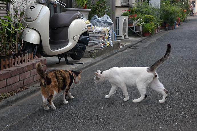 街のねこたち