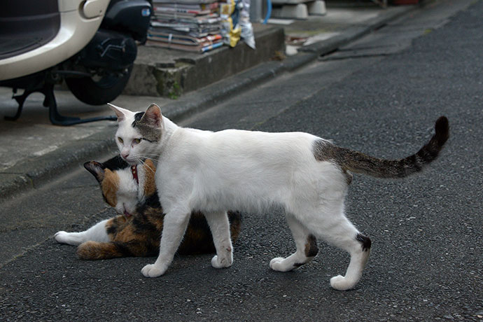 街のねこたち