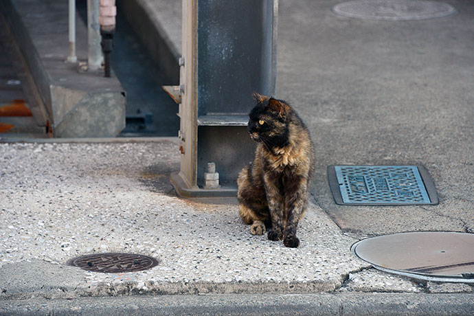 街のねこたち