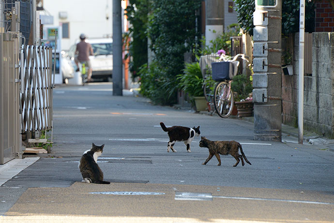 街のねこたち