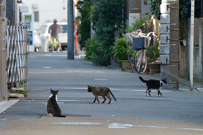 街のねこたち