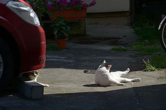 街のねこたち