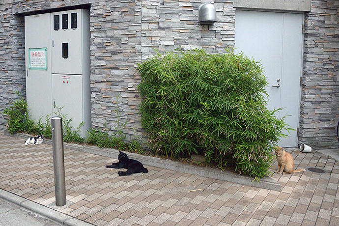街のねこたち
