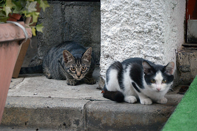 街のねこたち