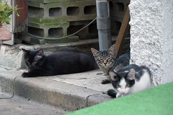 街のねこたち