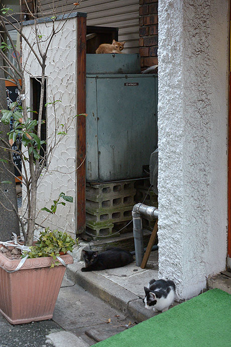街のねこたち