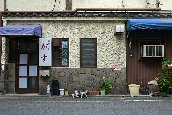 街のねこたち