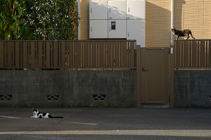 街のねこたち