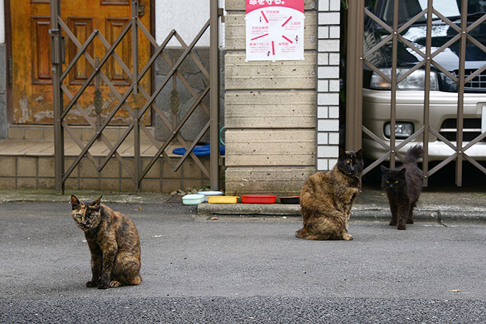 街のねこたち