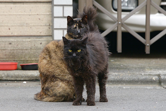 街のねこたち